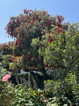 Color photograph: flowering tree in a garden